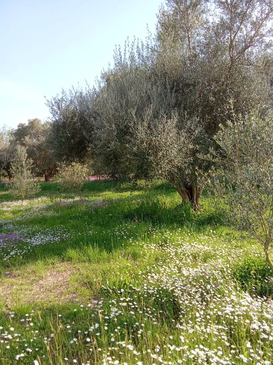 Ο ελαιώνας μας με λουλούδια, χωρίς φυτοφάρμακα