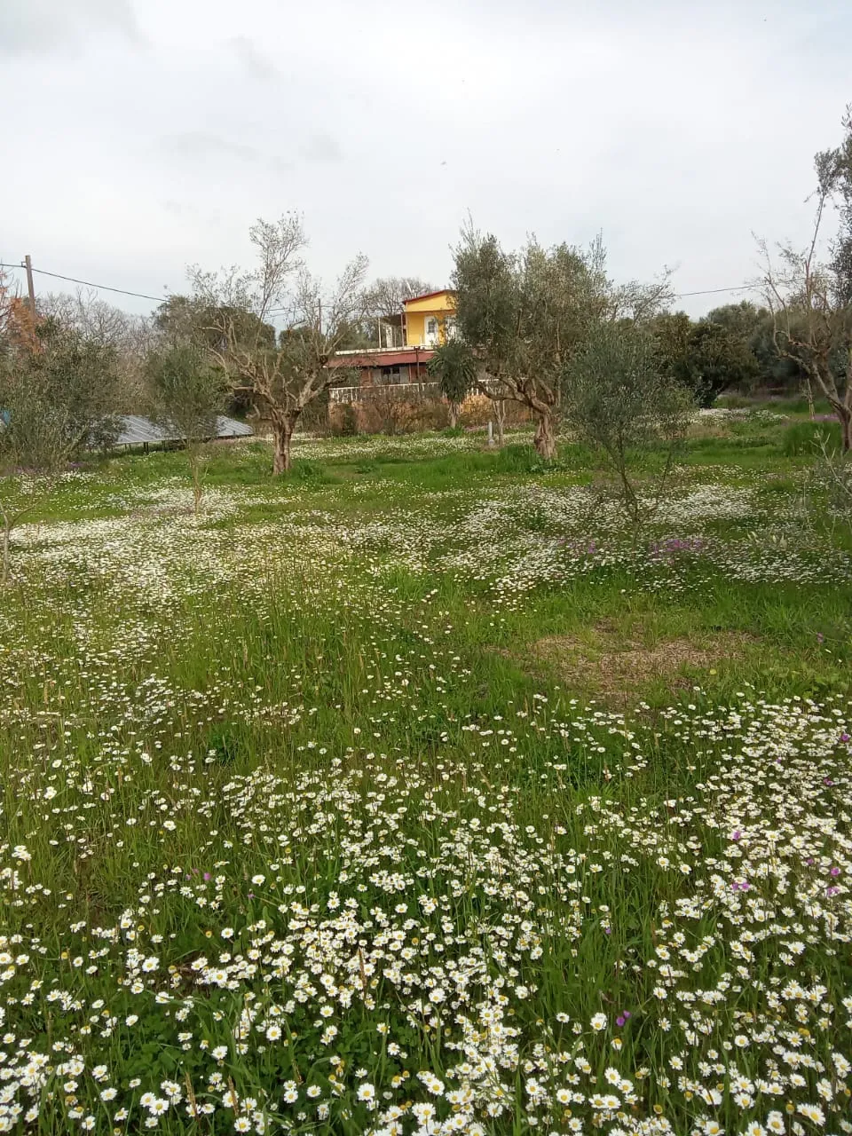 Ελαιώνας ψυχρής έκθλιψης στον Αγ. Ιωάννη Αμαλιάδας