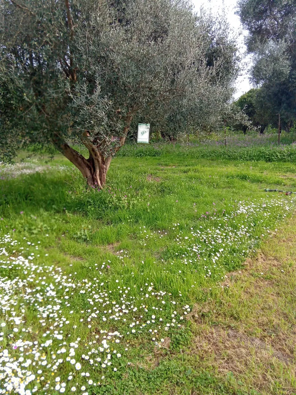 Ελαιόδεντρο με δοχείο ελαιολάδου στον ελαιώνα μας